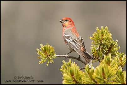 Pine Grosbeak (Pinicola enucleator)