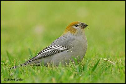 Pine Grosbeak (Pinicola enucleator)
