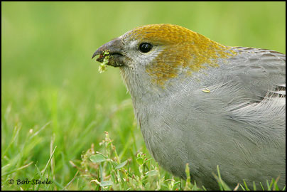 Pine Grosbeak (Pinicola enucleator)