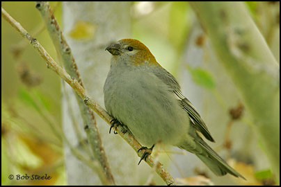 Pine Grosbeak (Pinicola enucleator)