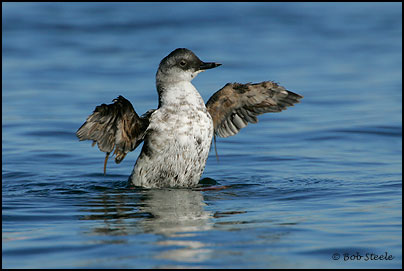Pigeon Guillemot (Cepphus columba)