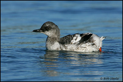 Pigeon Guillemot (Cepphus columba)