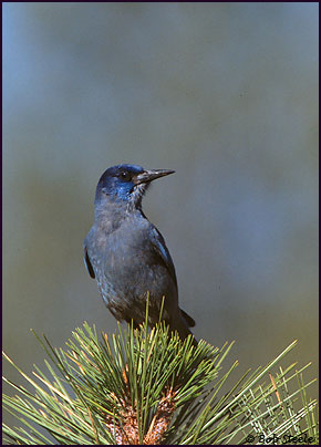 Pinyon Jay (Gymnorhinus cyanocephalus)