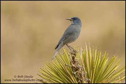 Pinyon Jay (Gymnorhinus cyanocephalus)