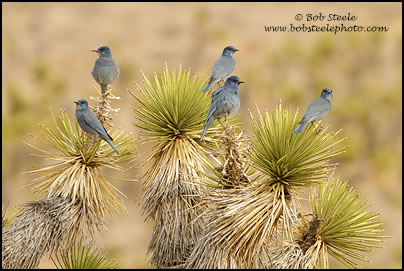 Pinyon Jay (Gymnorhinus cyanocephalus)