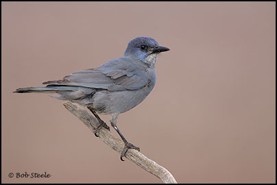Pinyon Jay (Gymnorhinus cyanocephalus)
