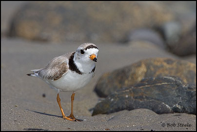 Piping Plover (Charadrius melodus)