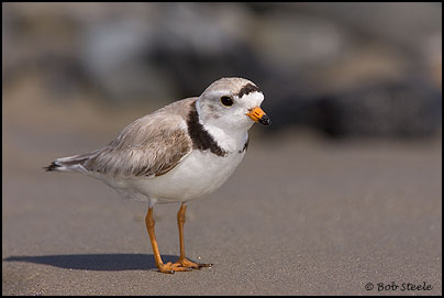 Piping Plover (Charadrius melodus)