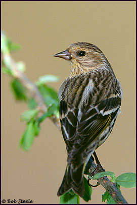 Pine Siskin (Carduelis pinus)