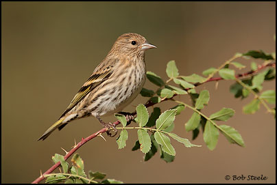 Pine Siskin (Carduelis pinus)