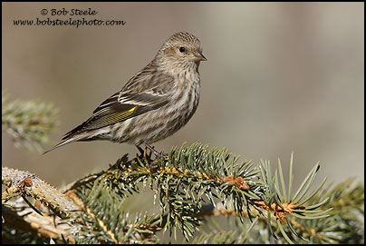Pine Siskin (Carduelis pinus)