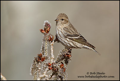 Pine Siskin (Carduelis pinus)