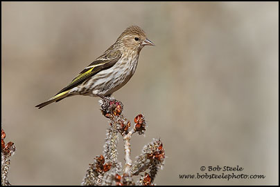Pine Siskin (Carduelis pinus)