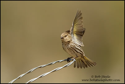 Pine Siskin (Spinus pinus)