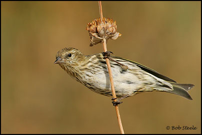 Pine Siskin (Carduelis pinus)