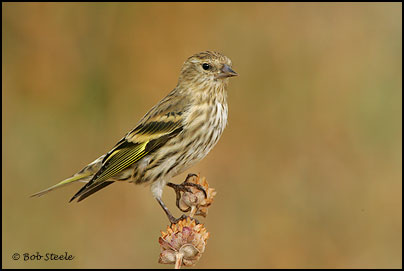Pine Siskin (Carduelis pinus)