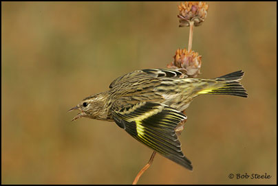 Pine Siskin (Carduelis pinus)