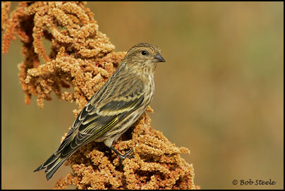 Pine Siskin (Carduelis pinus)