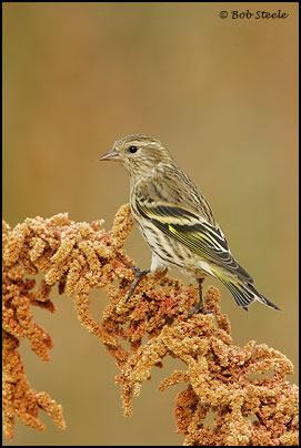 Pine Siskin (Carduelis pinus)