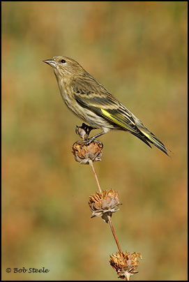 Pine Siskin (Carduelis pinus)