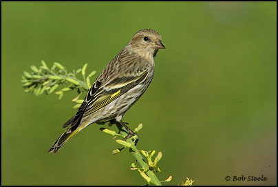 Pine Siskin (Carduelis pinus)