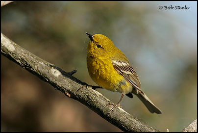 Pine Warbler (Dendroica pinus)