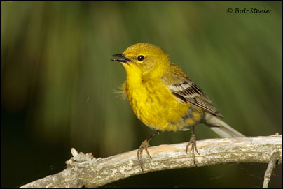 Pine Warbler (Dendroica pinus)