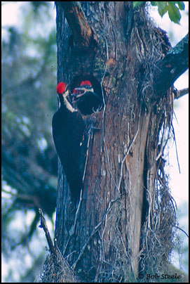 Pileated Woodpecker (Dryocopus pileatus)