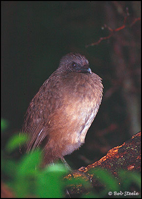 Plain Chachalaca (Ortalis vetula)