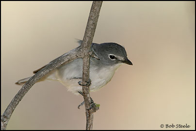 Plumbeous Vireo (Vireo plumbeus)