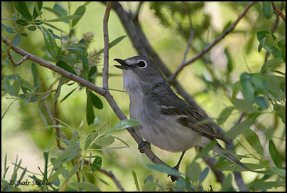 Plumbeous Vireo (Vireo plumbeus)