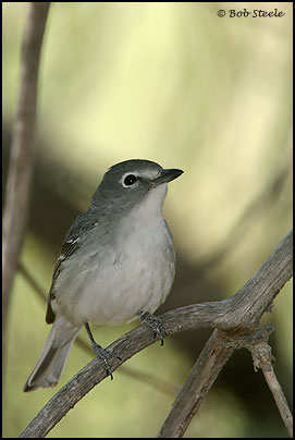 Plumbeous Vireo (Vireo plumbeus)