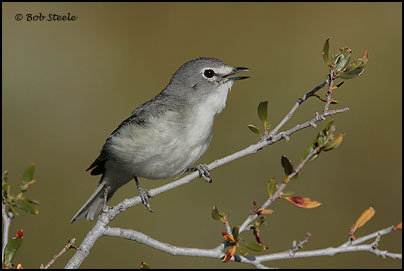 Plumbeous Vireo (Vireo plumbeus)