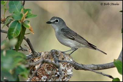 Plumbeous Vireo (Vireo plumbeus)