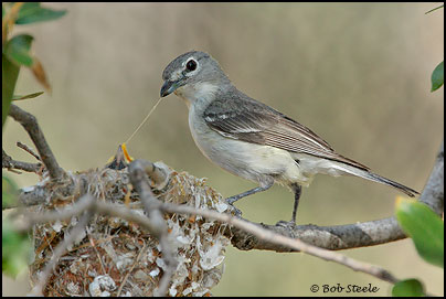 Plumbeous Vireo (Vireo plumbeus)