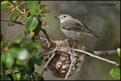 Plumbeous Vireo (Vireo plumbeus)