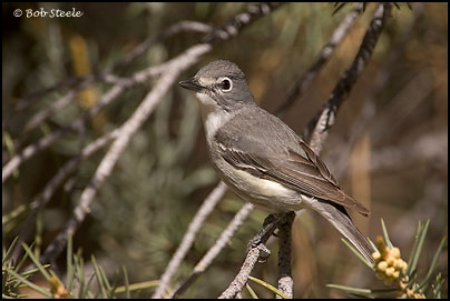 Plumbeous Vireo (Vireo plumbeus)
