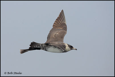 Pomarine Jaeger (Stercorarius pomarinus)
