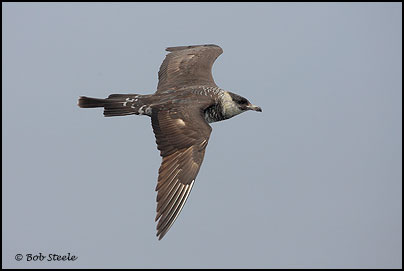 Pomarine Jaeger (Stercorarius pomarinus)