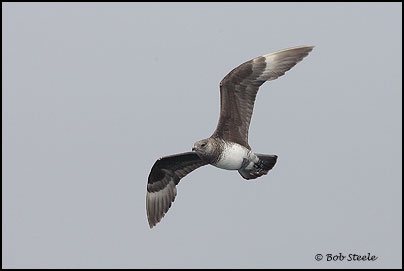 Pomarine Jaeger (Stercorarius pomarinus)