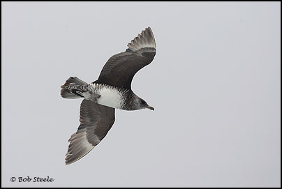 Pomarine Jaeger (Stercorarius pomarinus)