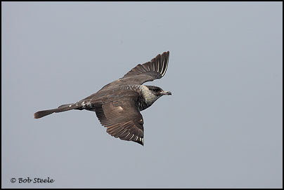 Pomarine Jaeger (Stercorarius pomarinus)