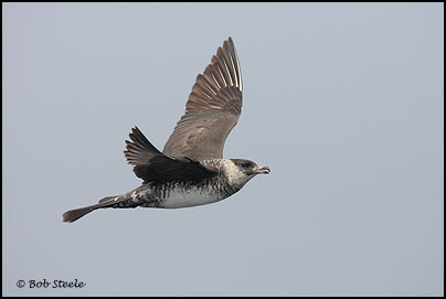 Pomarine Jaeger (Stercorarius pomarinus)