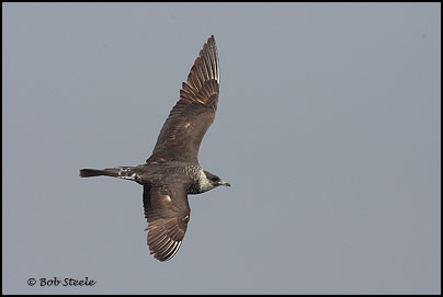 Pomarine Jaeger (Stercorarius pomarinus)