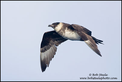 Pomarine Jaeger (Stercorarius pomarinus)