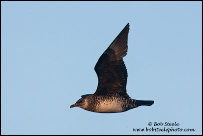 Pomarine Jaeger (Stercorarius pomarinus)