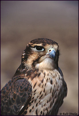 Prairie Falcon (Falco mexicanus)
