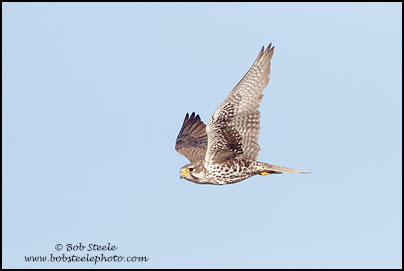Prairie Falcon (Falco mexicanus)
