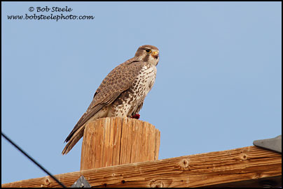 Prairie Falcon (Falco mexicanus)
