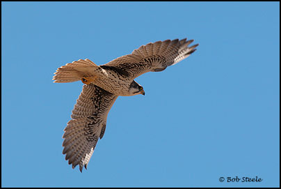 Prairie Falcon (Falco mexicanus)